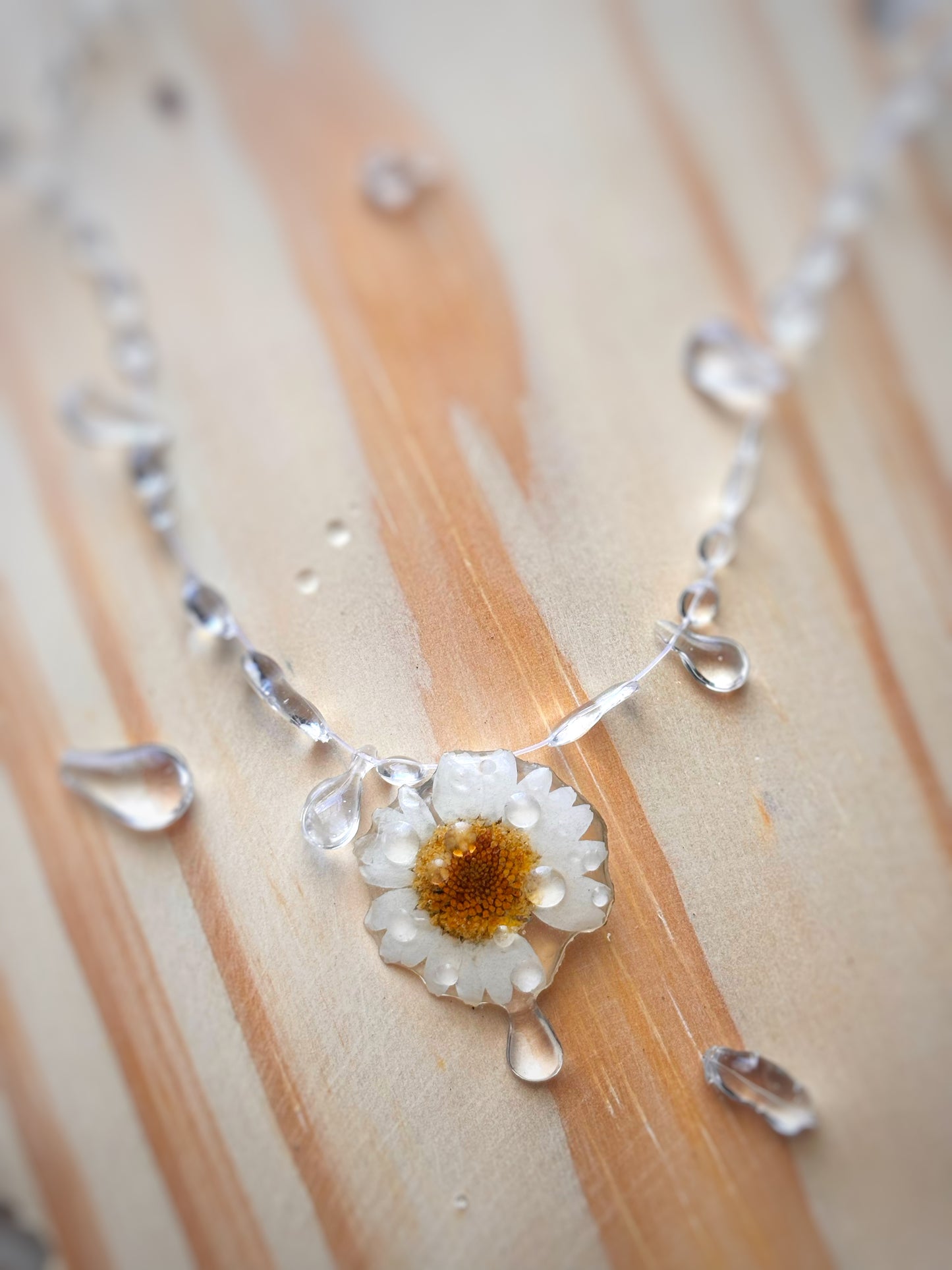 Daisy In Dew