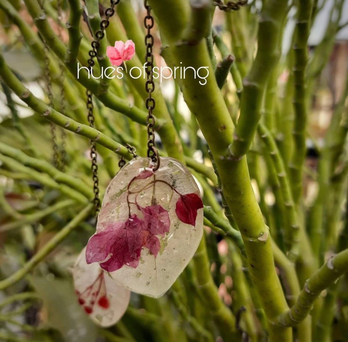Exclusive Bougainvillea Collection