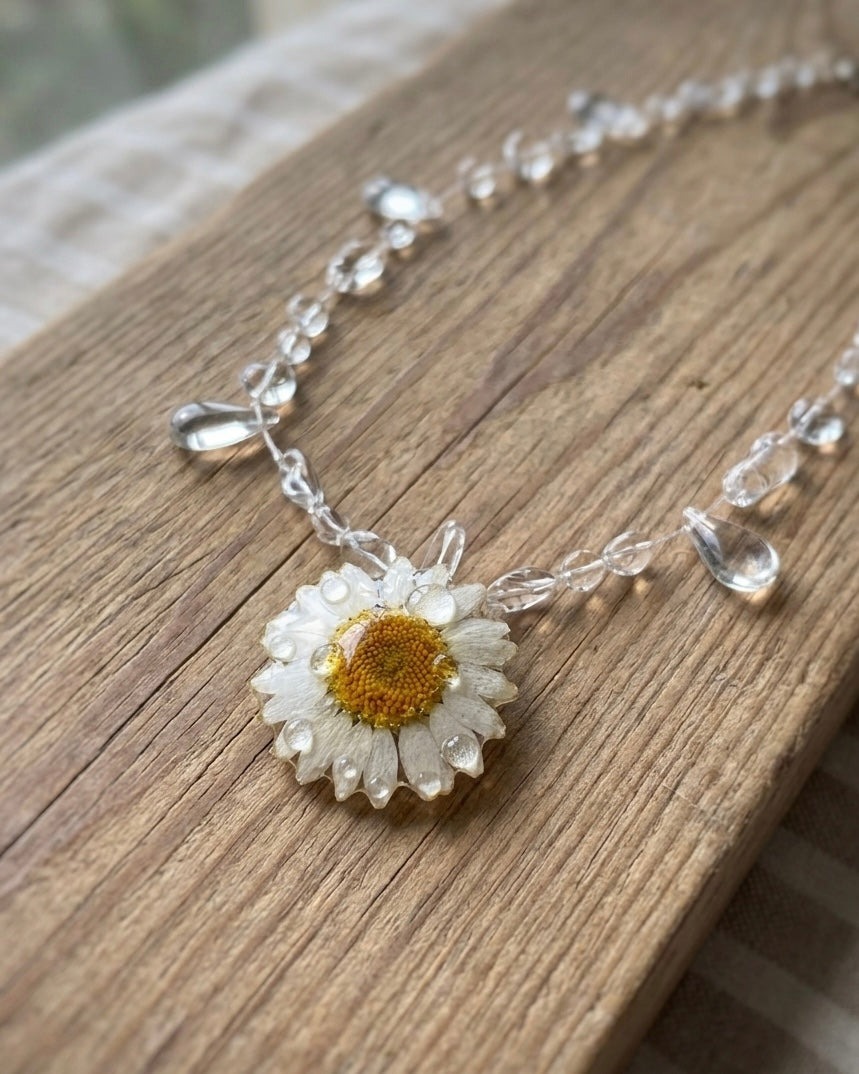 Daisy In Dew